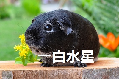 €к”’ђ…ђЇ‚і‚с‚М‹а‰^ѓ‰ѓbѓLЃ[ѓfЃ[€к——